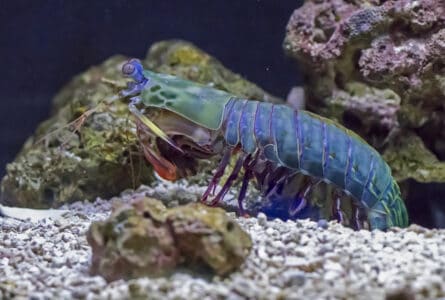 How the Mantis Shrimp Punches Faster Than a Bullet
