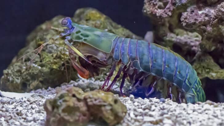 How the Mantis Shrimp Punches Faster Than a Bullet
