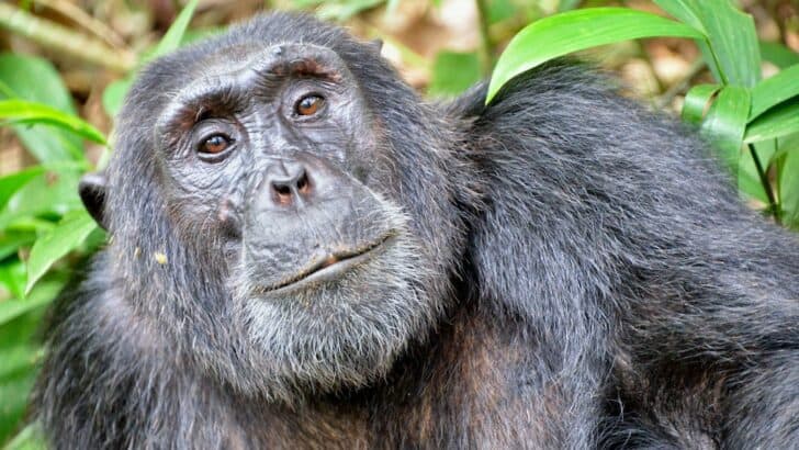 Chimps Trade Items Like Humans
