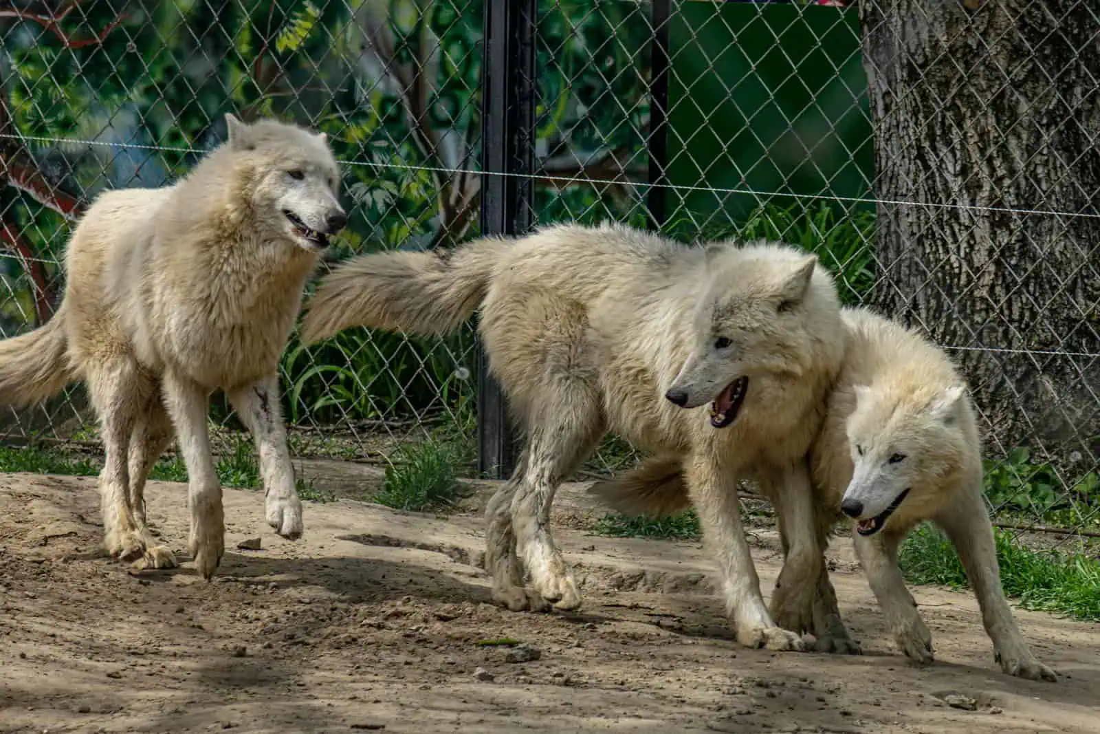 Three Arctic wolves frolic in a zoo enclosure, showcasing their playful nature.