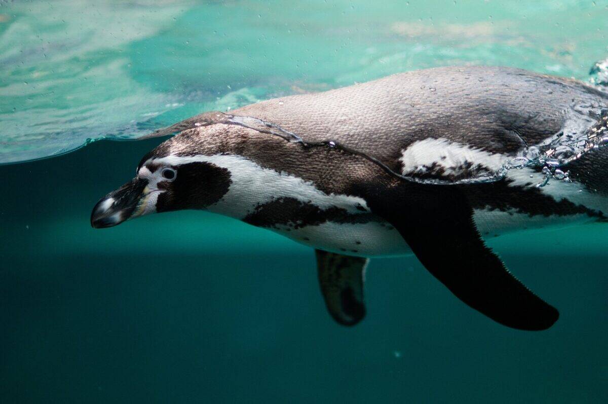 penguin, ornithology, wildlife, aquatic, swim, dive, float, water, ocean, nature, artic, antartica
