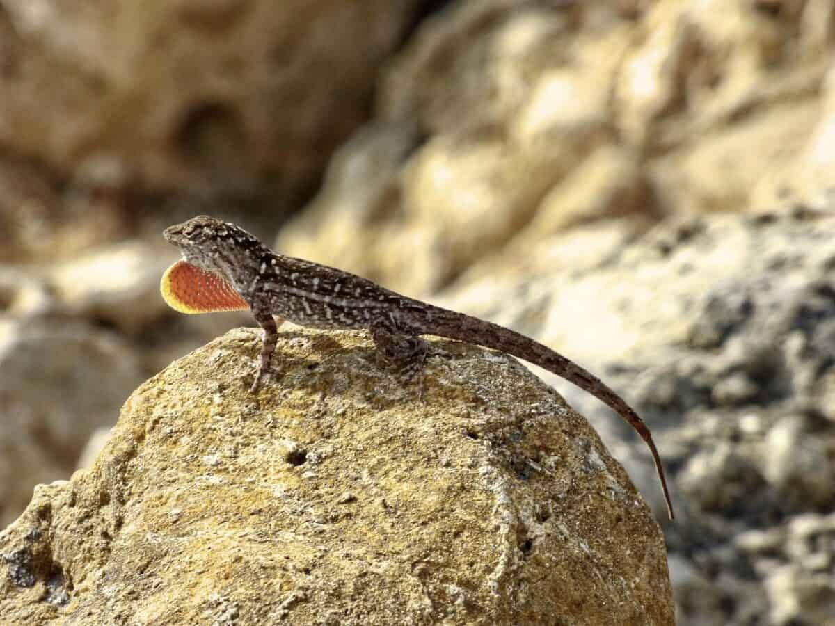 brown anole, lizard, red, orange, dinosaur, brown, nature, reptile, creature, tail, monster, beast, anolis sagrei, rock, aggressive, dramatic, wildlife, outdoors, majestic, florida, lehigh acres, brown dinosaur, brown anole, brown anole, brown anole, brown anole, brown anole, anolis sagrei