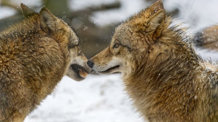 Could Wolves Be the Answer to America’s Ecosystem Crisis?