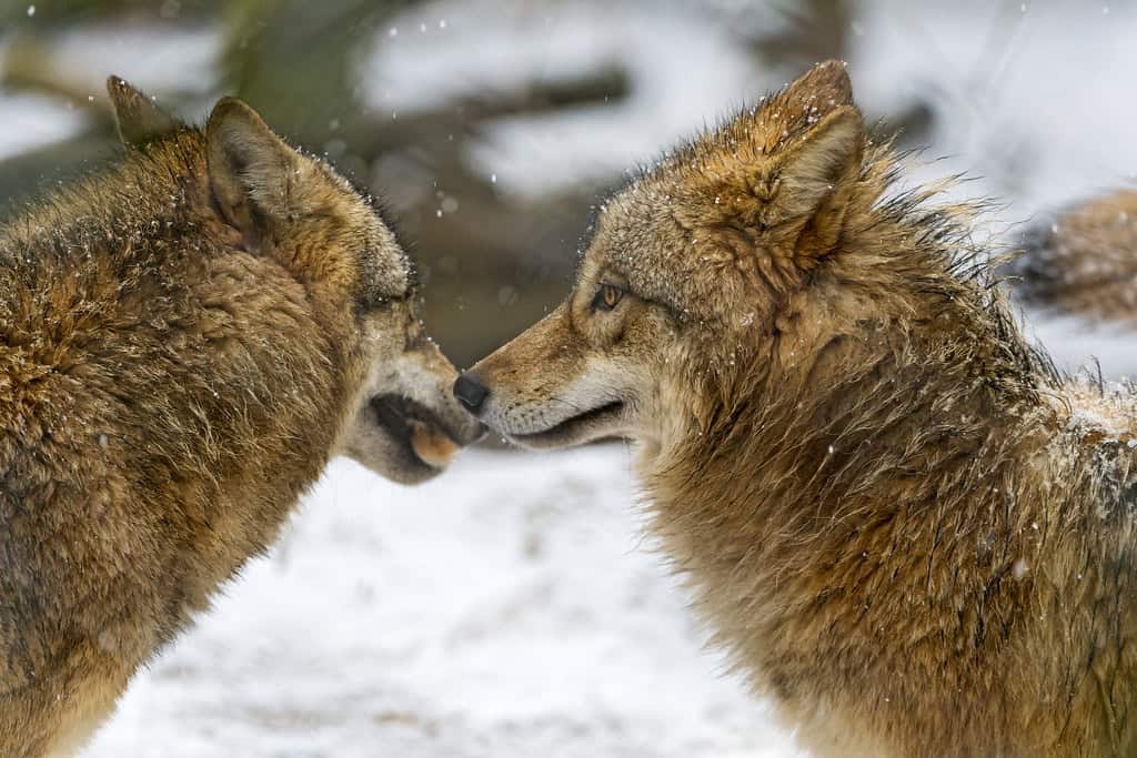 Wolves