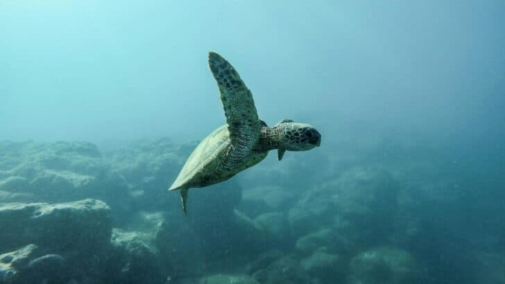 How Sea Turtles Navigate Thousands of Miles