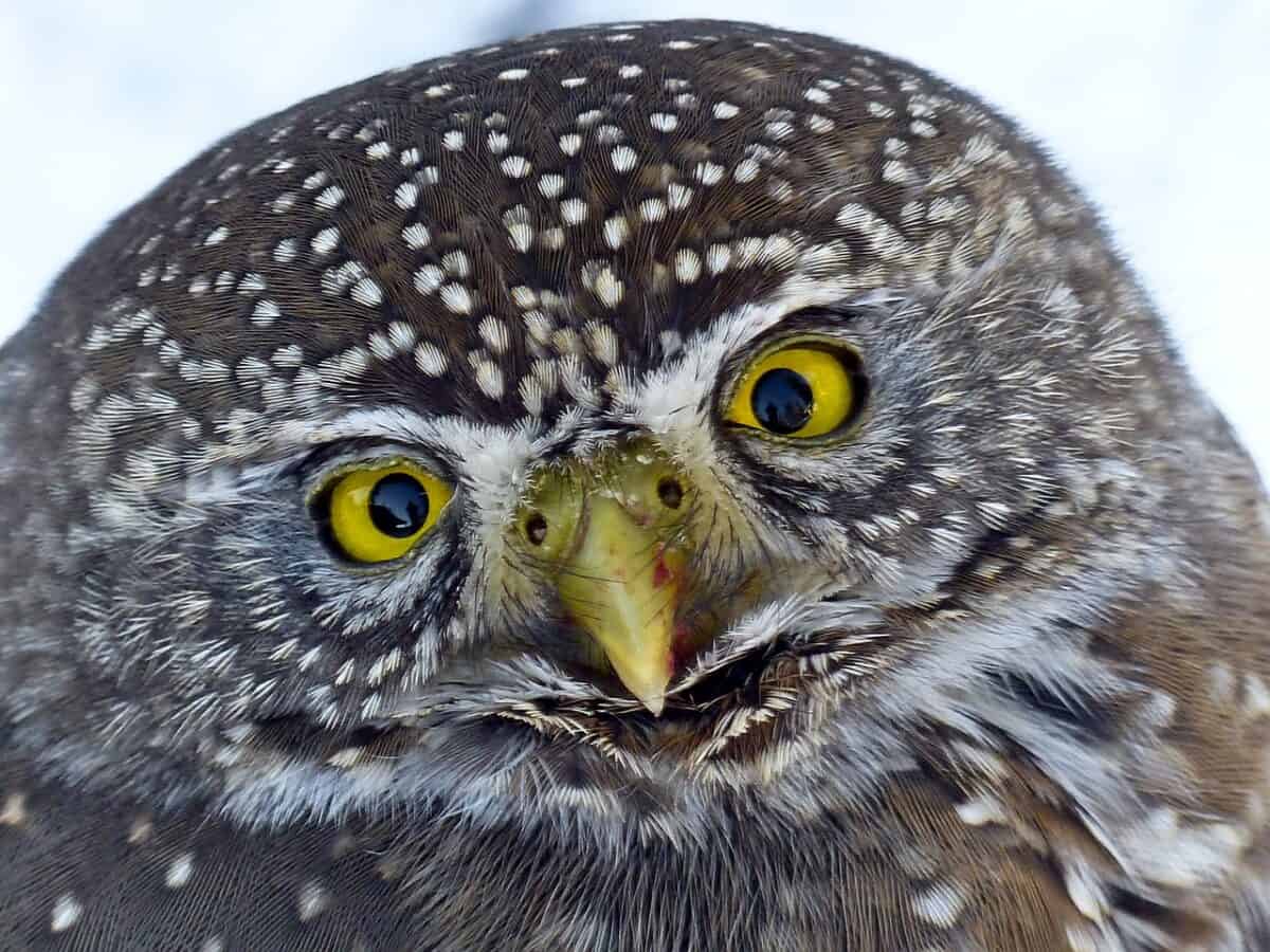 owl, bird, head, owl head, nature, owl eyes, animal, pygmy owl, eurasian pygmy owl, bird of prey, wildlife, close up, portrait, animal world, wildlife photography