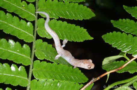 The World&rsquo;s Smallest Vertebrate Was Discovered in a U.S. Forest