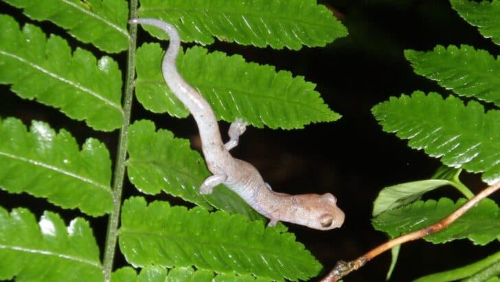 The World&rsquo;s Smallest Vertebrate Was Discovered in a U.S. Forest