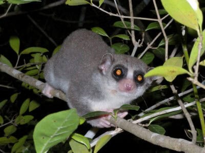 The Mammal That Hibernates in Summer