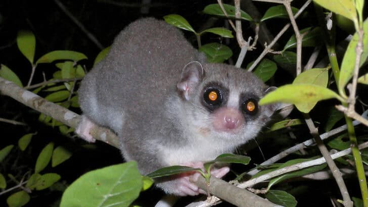 The Mammal That Hibernates in Summer