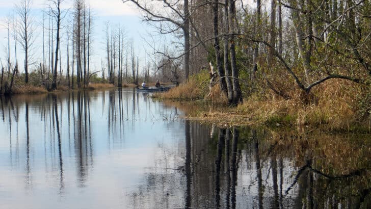 This Forgotten U.S. Wetland Is a Hotspot for Wildlife