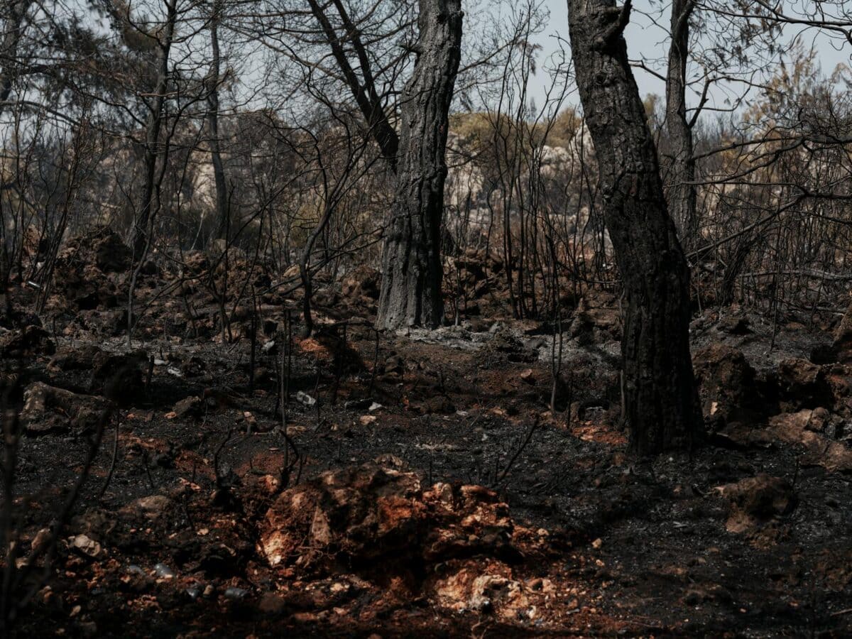 A dramatic scene of a burned forest after a wildfire with charred trees and soil.