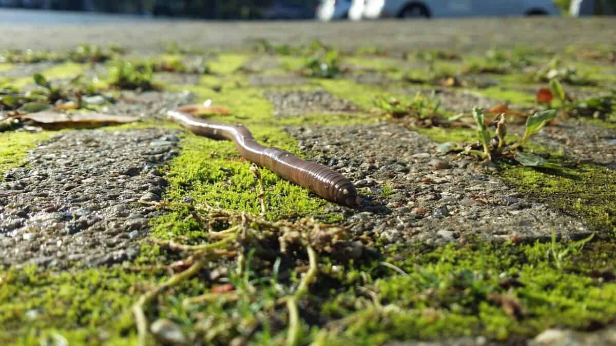 earthworms, the frog's perspective, after the rain, earthworms, earthworms, earthworms, earthworms, earthworms
