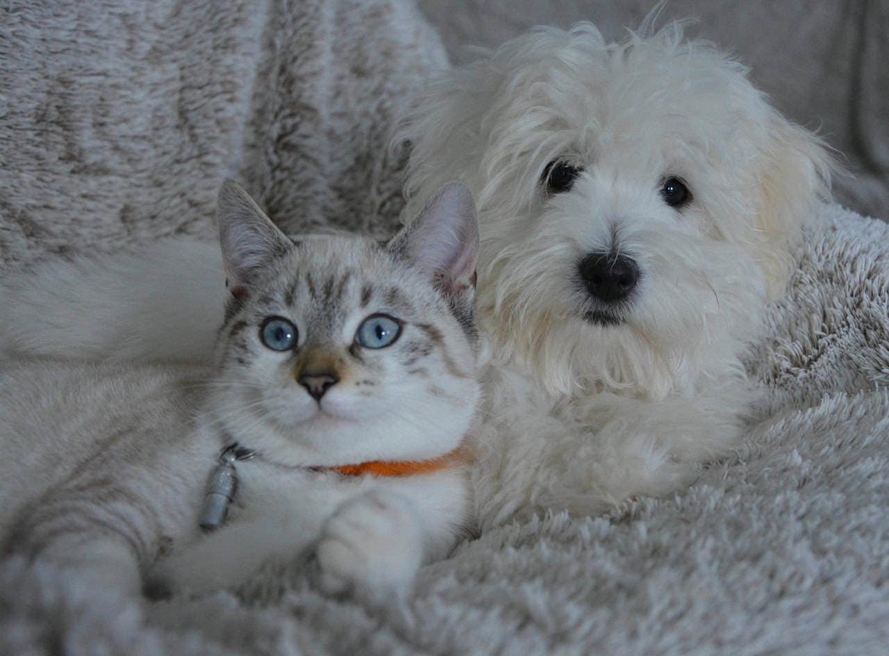 dog, cat, animals, dog cat, domestic animal, pets, animal, white fur, cute, pet, complicity, nature, little dog, doggie, female