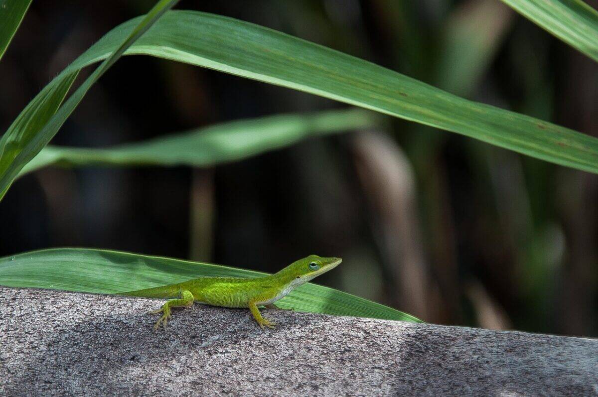 anoli, lizard, usa, florida