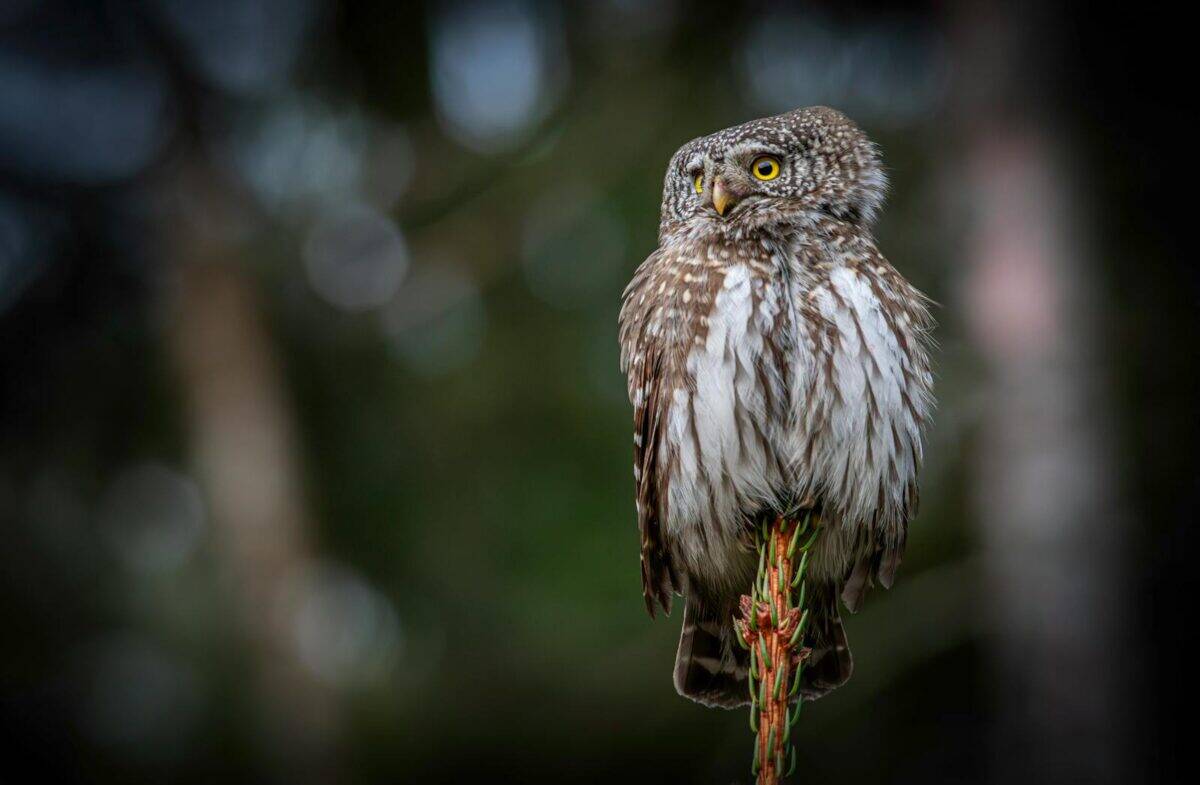 Close-up of an Eurasian Pygmy Owl perched on a branch in a forest setting, showcasing its stunning feathers.