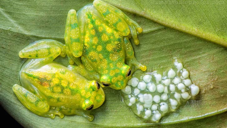 Mama Frogs Carry Babies on Their Backs
