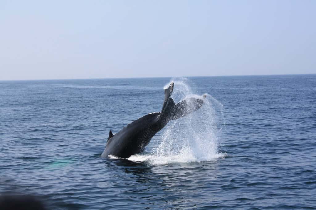 Whale