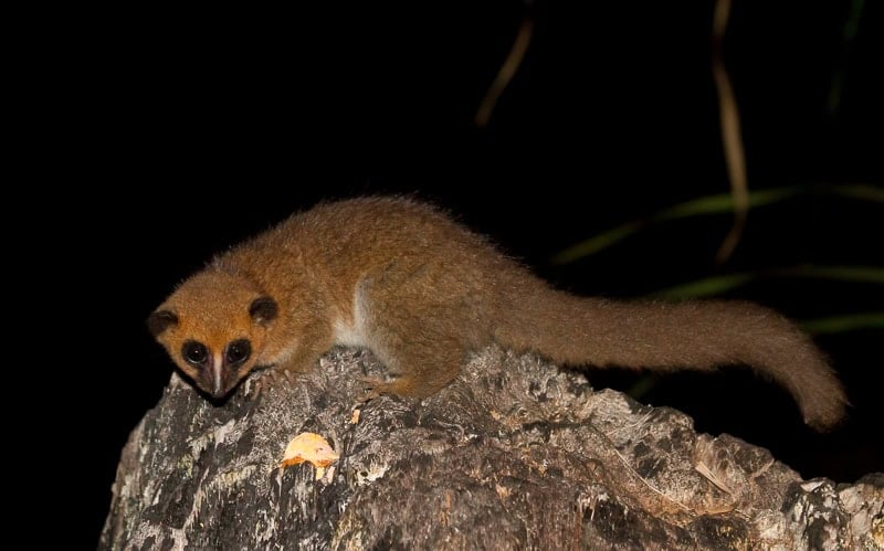 Fat-Tailed Dwarf Lemur