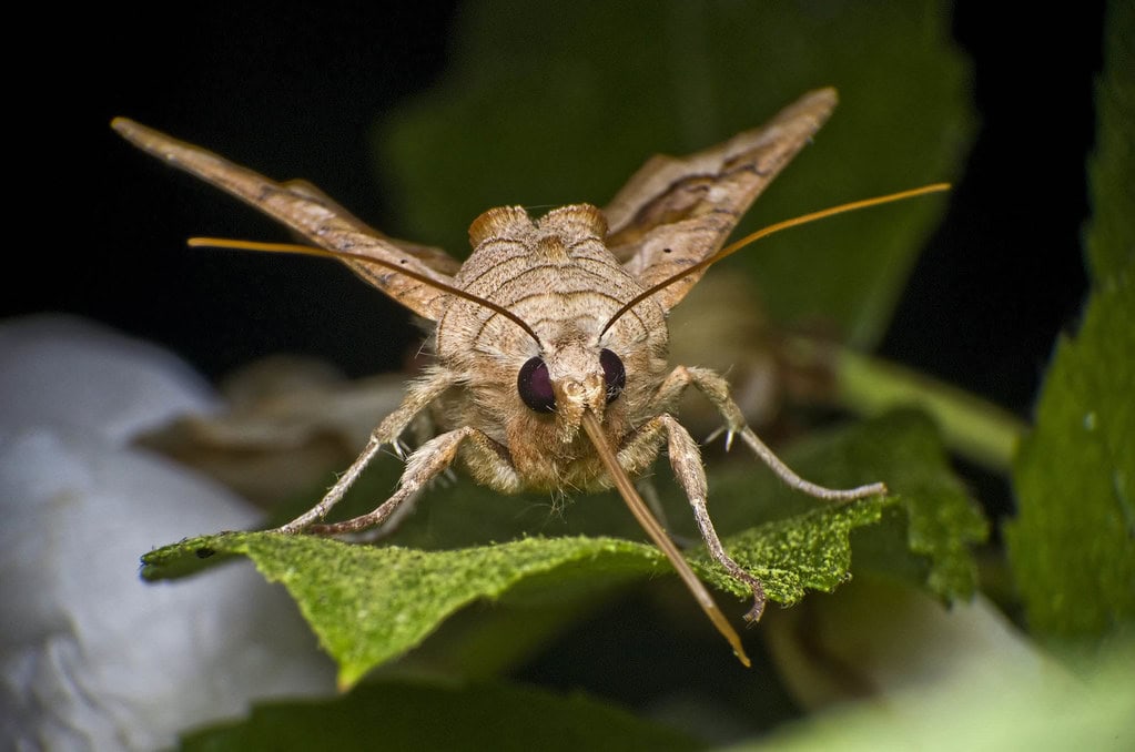 Vampire moth.