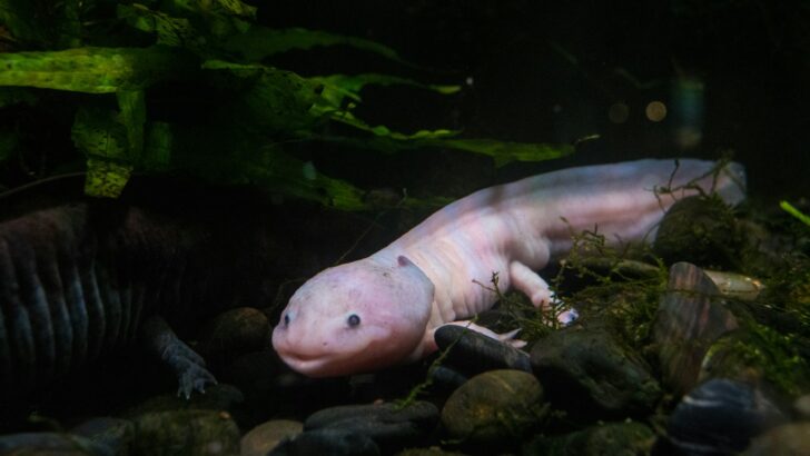 What Makes the Axolotl So Unique?