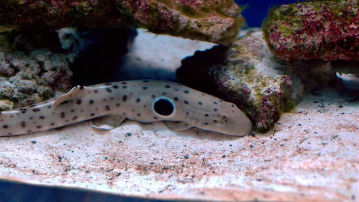 15 Weirdest Things Fish Can Do