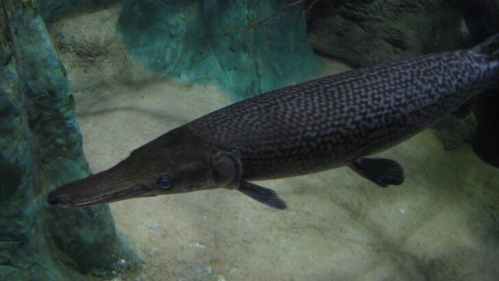 The Biggest Freshwater Fish Ever Discovered