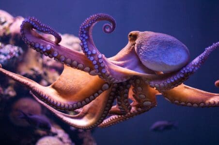 Why Octopuses Are Smarter Than We Thought