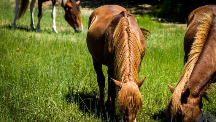 How Horses React to Music and Rhythm