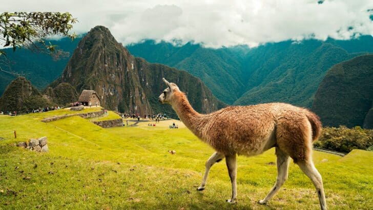 High-Altitude Adaptations: How Animals Conquer Thin Air