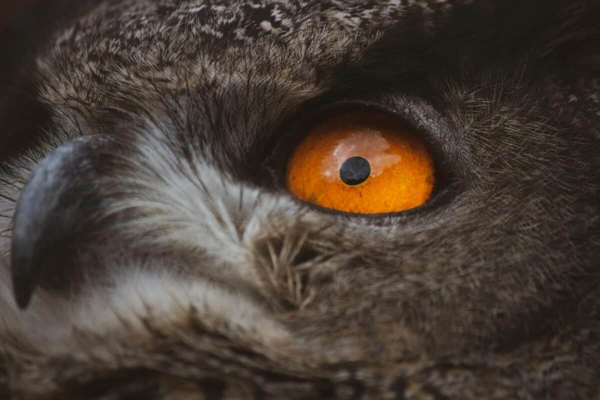 Detailed close-up shot of an owl's vivid orange eye, capturing the bird's intricate feathers.