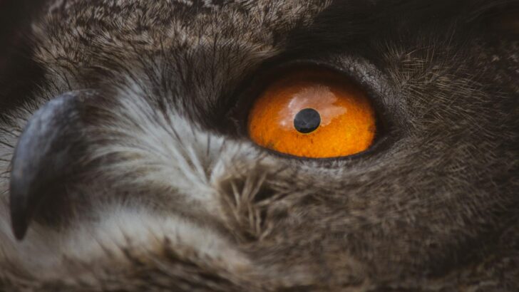 How Your Pet’s Eyesight Compares to Yours