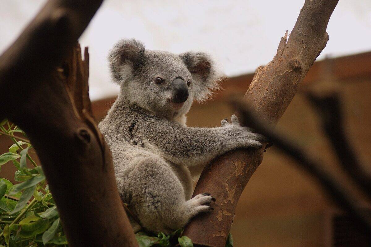 koala, marsupial, animal, mammal, wildlife, nature, fur, koala bear, pouch, eucalyptus, australia, conservation, koala, koala, koala, koala, koala, australia