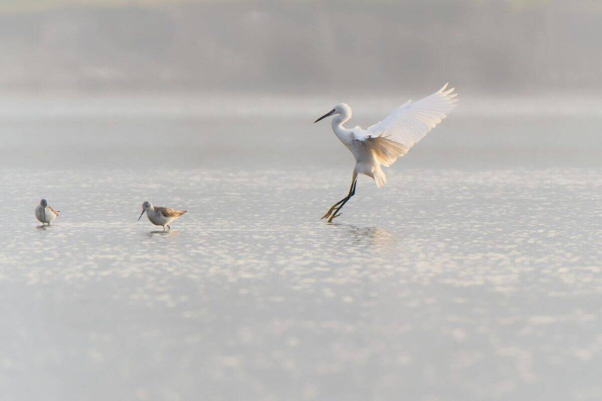 Egrets and sandpipers in serene waterscape in Quy Nhơn, Vietnam.