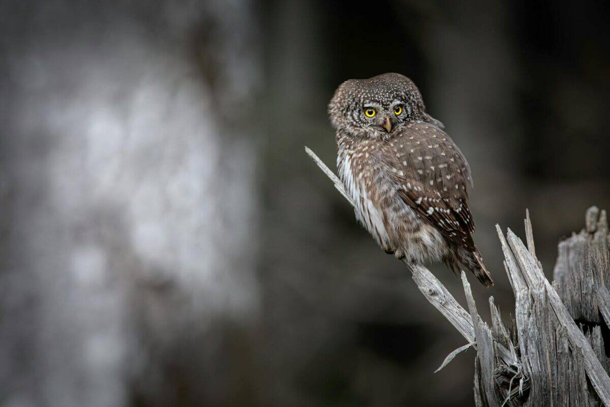 A Eurasian Pygmy Owl is perched on a branch, showcasing its plumage in a tranquil forest setting.