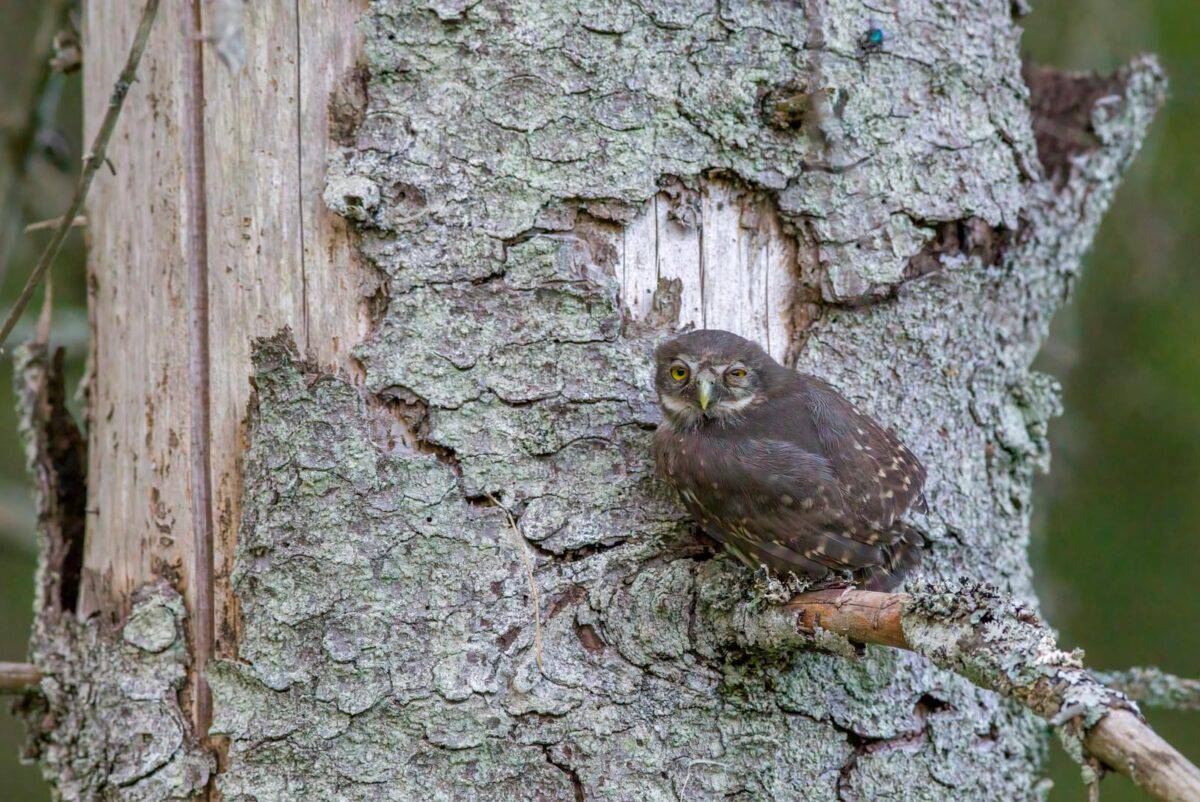 Eurasian pygmy owl perched on a tree branch in a forest setting.