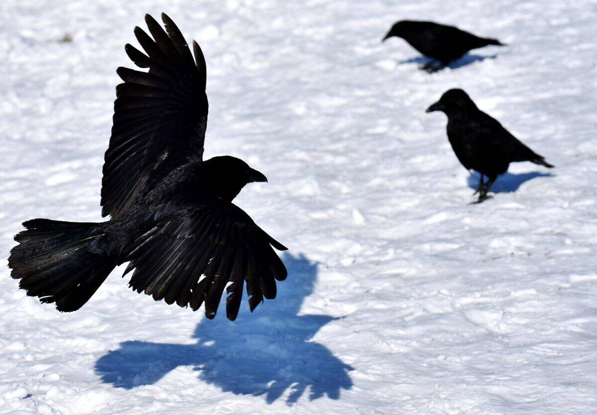 common raven, crow, snow, winter, cold, raven bird, animal, nature, feathers, black, crow, crow, crow, crow, crow