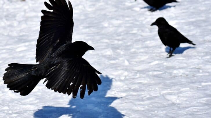 The Smartest Wild Animals in North America (You’d Be Surprised)