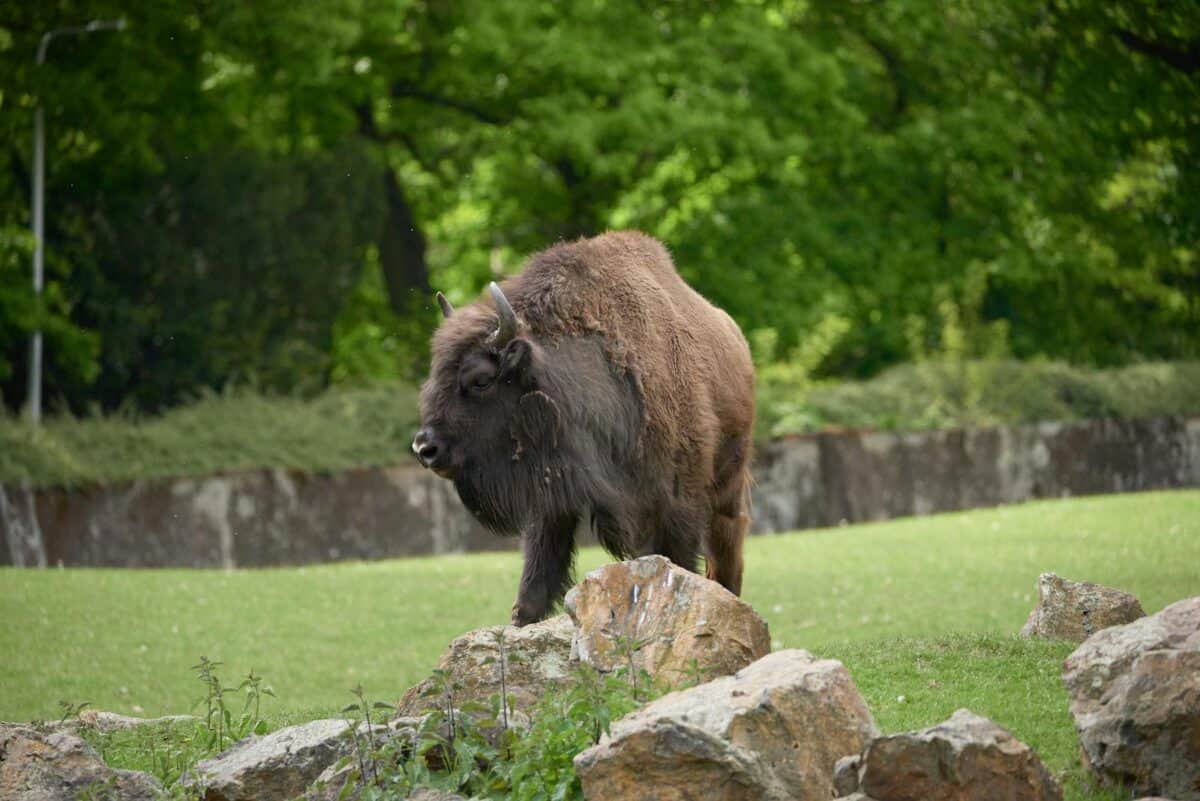 Caucasian wisent