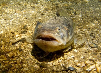 Scientists Discover a Singing Fish in California
