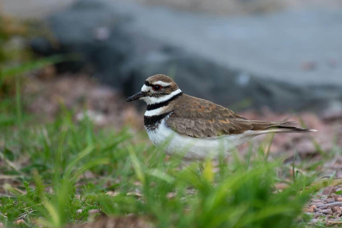 Free stock photo of bird