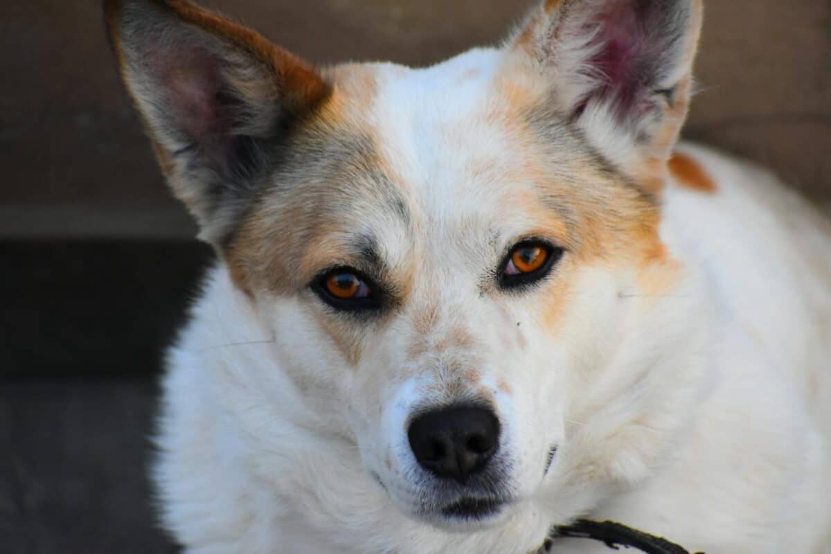 Adorable Dog