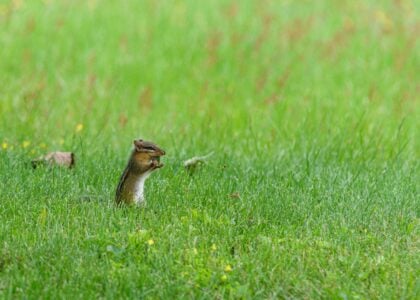 The Benefits of Growing a Meadow for Wildlife