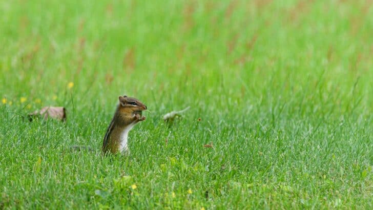 The Benefits of Growing a Meadow for Wildlife