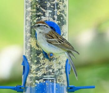 What to Feed (and Not Feed) Backyard Birds in Winter