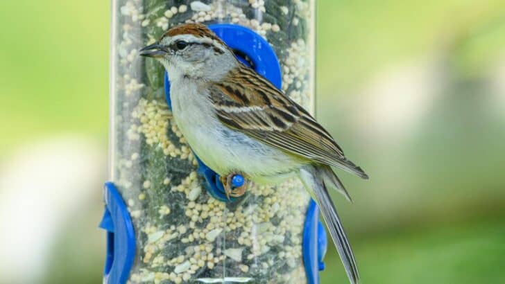 What to Feed (and Not Feed) Backyard Birds in Winter
