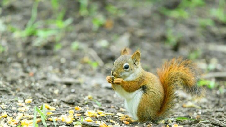 How Wild Animals Store and Save Their Food for Survival