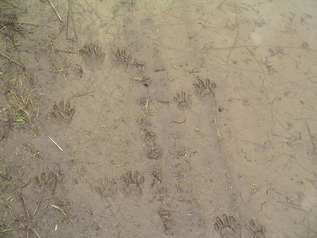 Animal tracks
