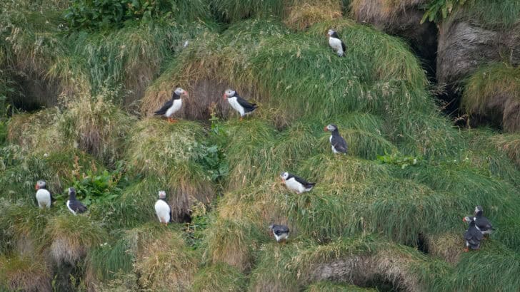 Where to See Puffins Nesting in the United States