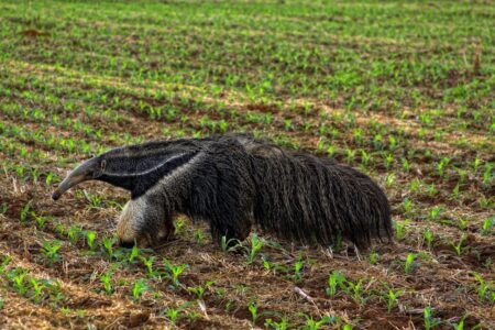 How Giant Anteaters Battle Jaguars